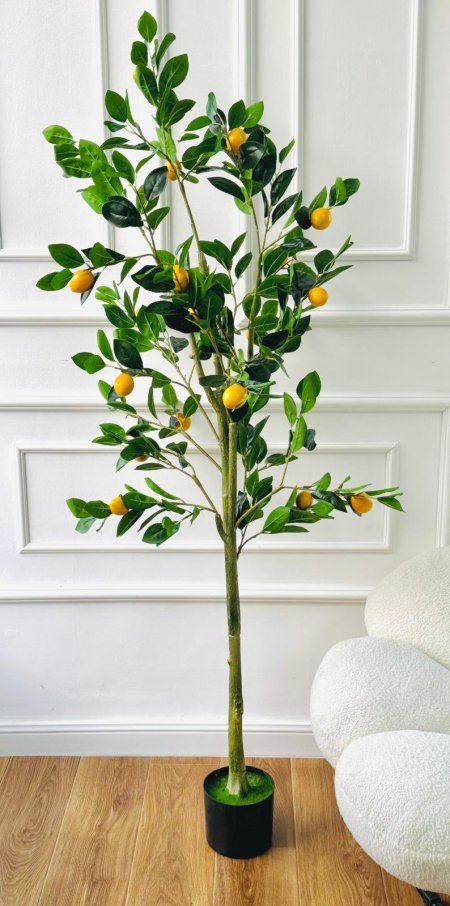 شجر ليمون 165 سم